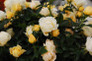 Popcorn Drift Rose Flowers