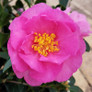 Stephanie Gold Camellia Flower