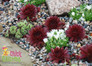 Chick Charms Cherry Berry Sempervivum in Landscaping