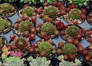 Several Chick Charms Cherry Berry Sempervivum in Pots