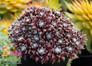 Chick Charms Cosmic Candy Sempervivum Hens and Chicks