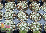 Chick Charms Cotton Candy Sempervivum in Pots