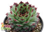 Small Chick Charms Mint Marvel Sempervivum in Pot
