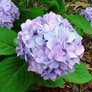 Penny Mac Hydrangea Foliage and Blooms