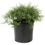 Dwarf Yaupon Holly Container