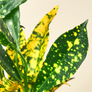 Gold Dust Croton Leaves Close Up