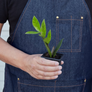 ZZ Plant in Nursery Pot