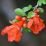 Dwarf Pomegranate Tree Blooming Stem with flowers and leaves