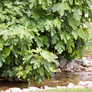 LSU Gold Fig Tree Leaves Foliage