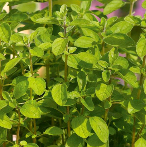 Italian Oregano Plant Addicts