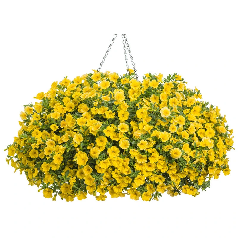 Calibrachoa Plants For Sale Plant Addicts
