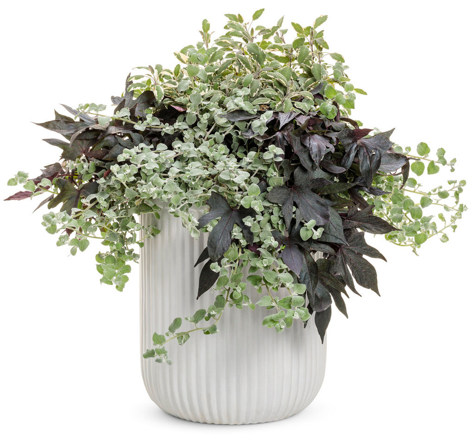 Proven Accents® White Licorice Plant Plant Addicts