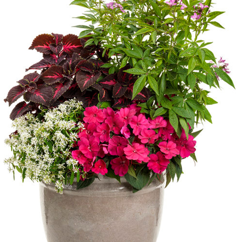 SunPatiens® Compact Royal Magenta Impatiens | Plant Addicts