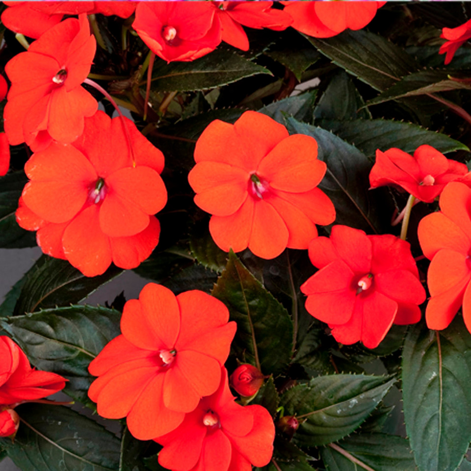 SunPatiens® Compact Orange Impatiens Plant Addicts