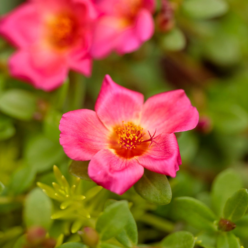 Purslane Portulaca Plant Addicts Purslane Portulaca Plant Addicts