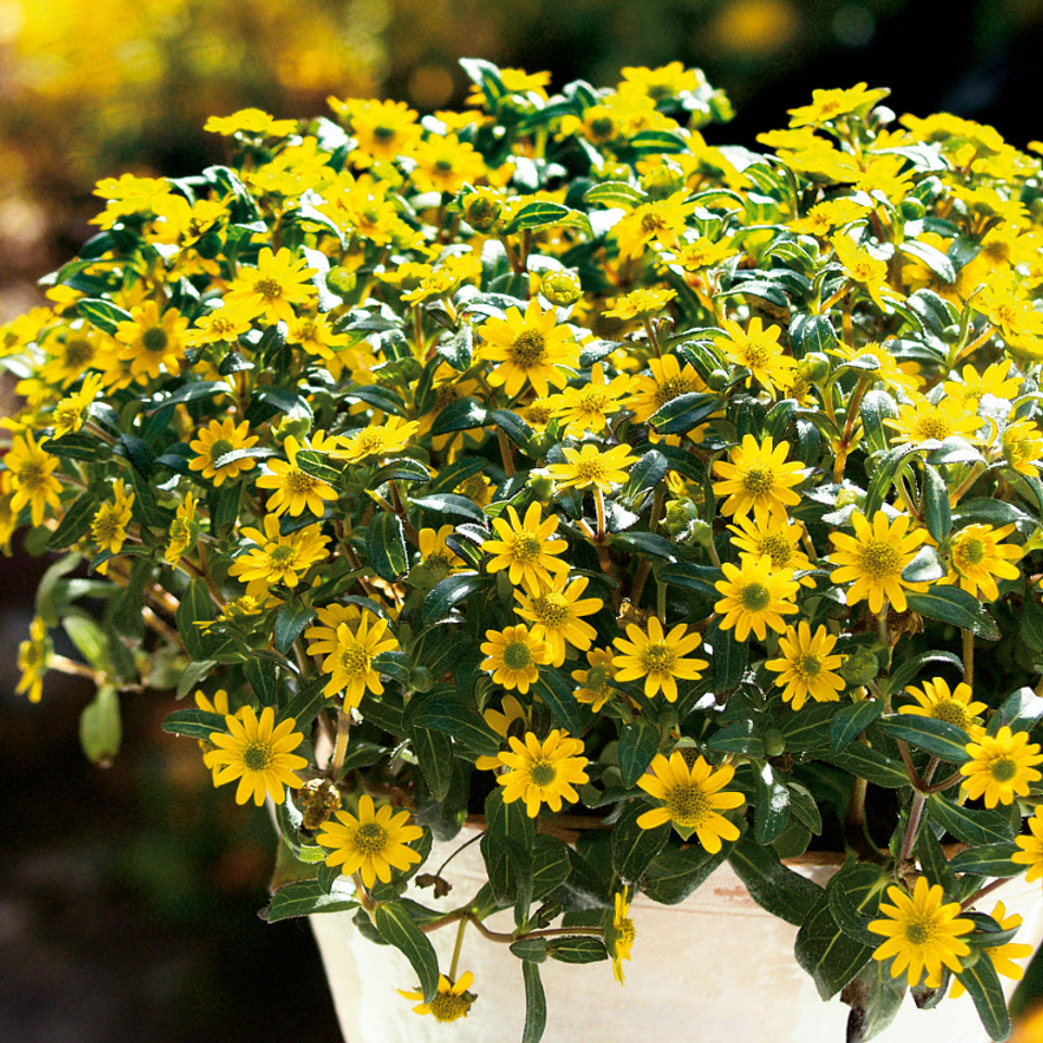 Sunbini® Creeping Zinnia Plant Addicts