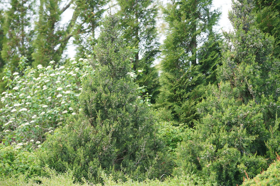 Gin Fizz® Juniper Plant Addicts