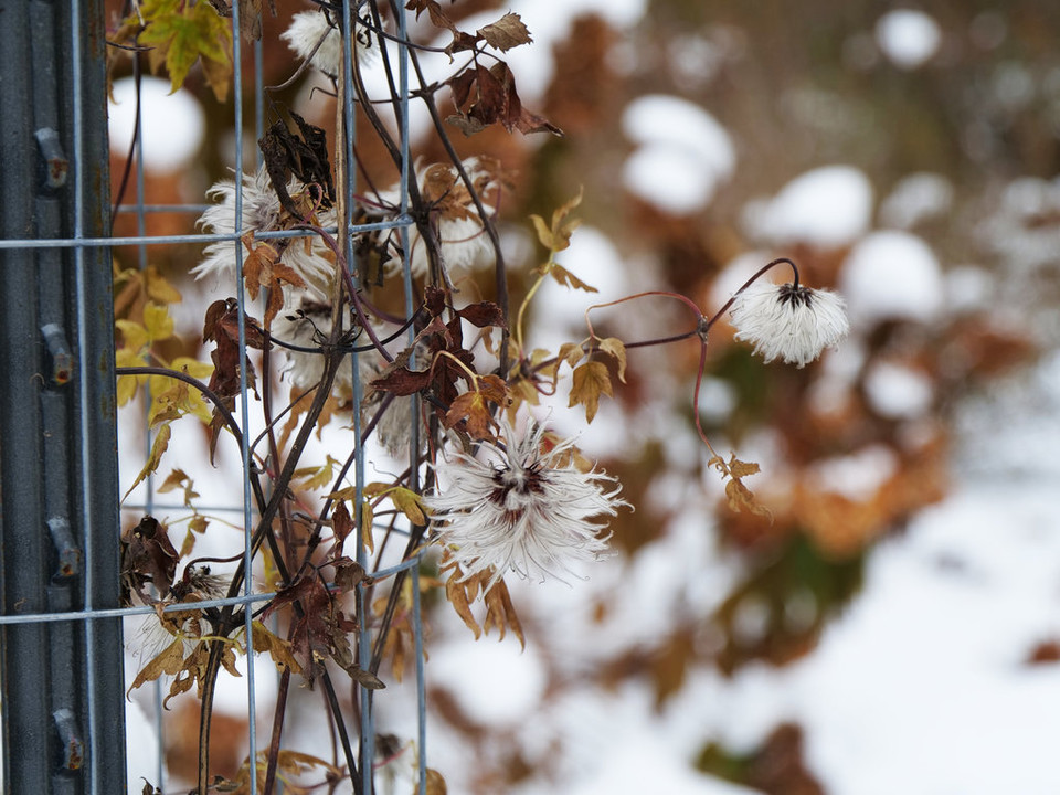 Sparky® Pink Clematis Plant Addicts
