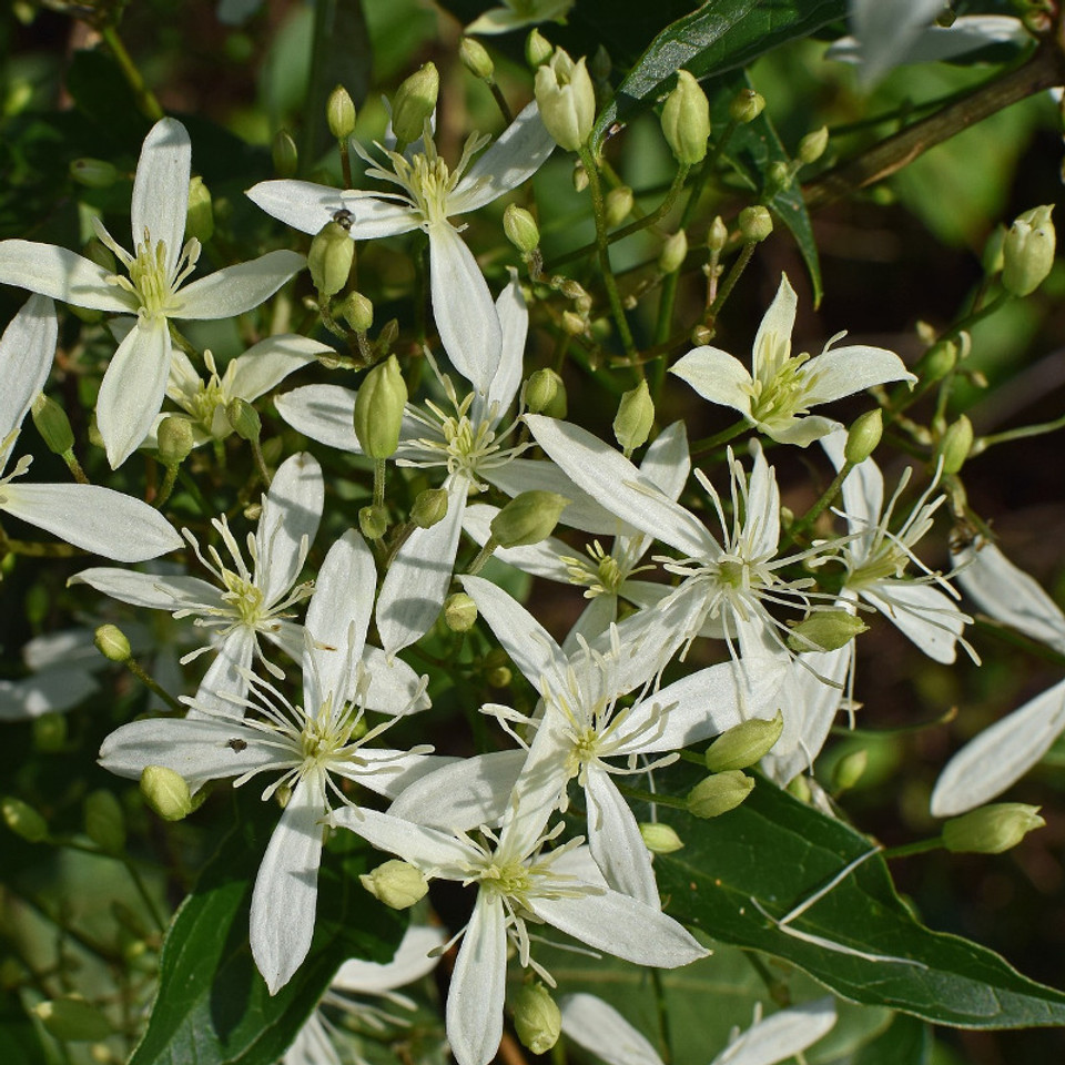 clematis sweet autumn