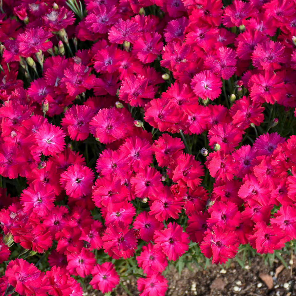 Dianthus Plants For Sale | Pinks | Plant Addicts