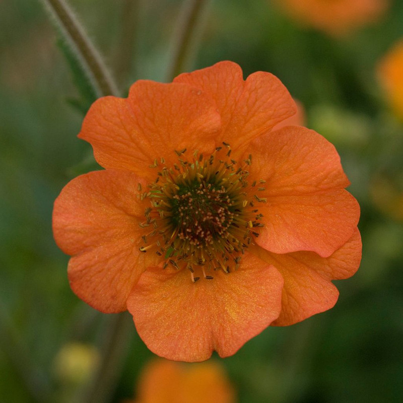 Totally Tangerine Geum Plant Addicts