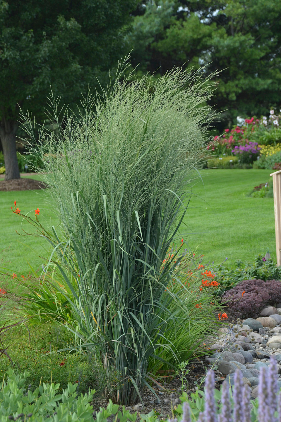 Prairie Winds® Totem Pole Switch Grass Plant Addicts