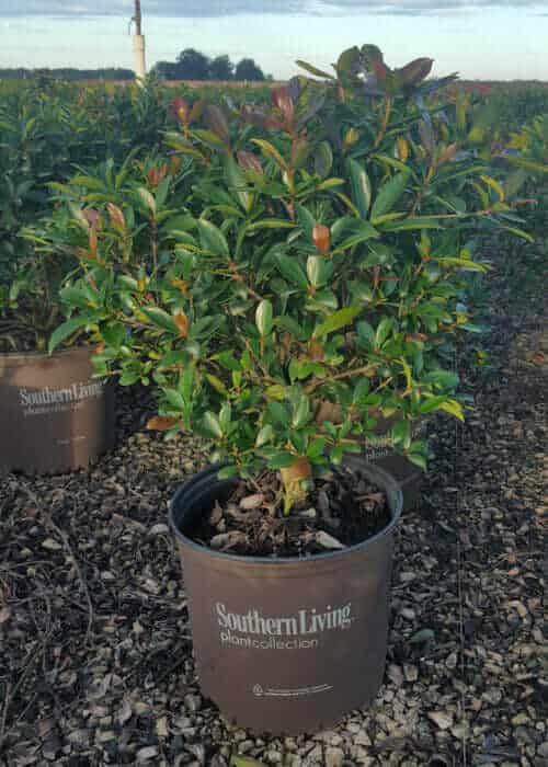 Bronze Beauty Cleyera