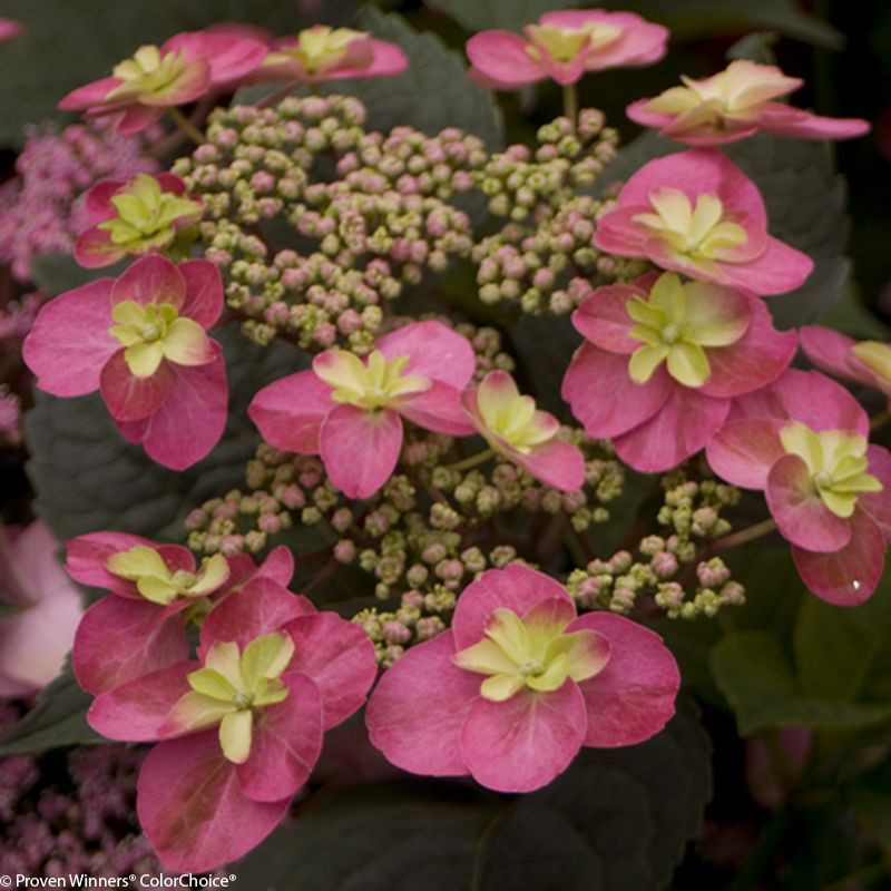 Mountain Hydrangeas Hydrangea Serrata Plant Addicts
