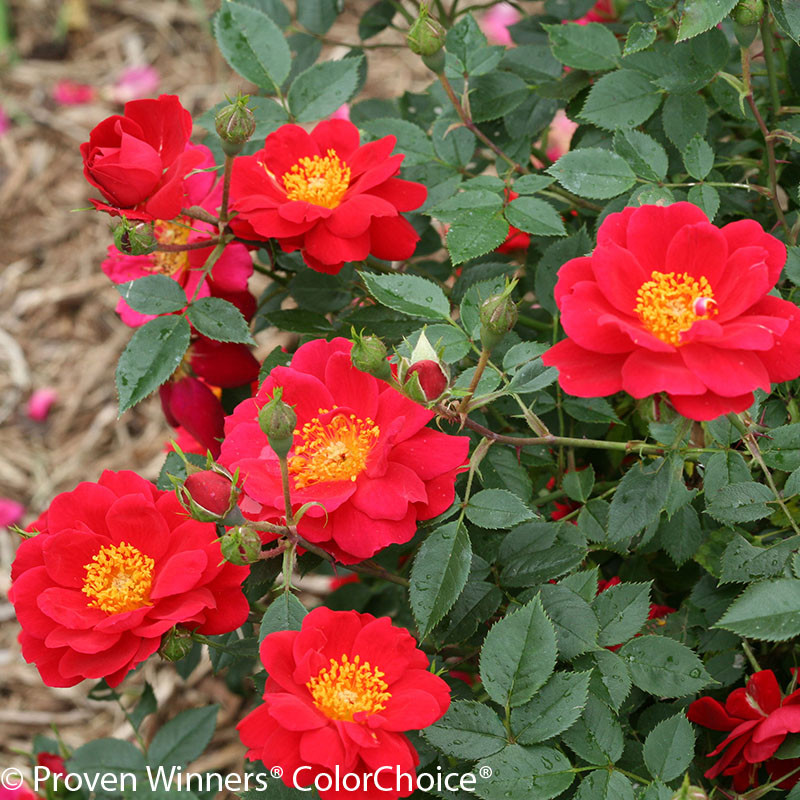 Oso Easy® Hot Paprika® Rose Bushes Plant Addicts