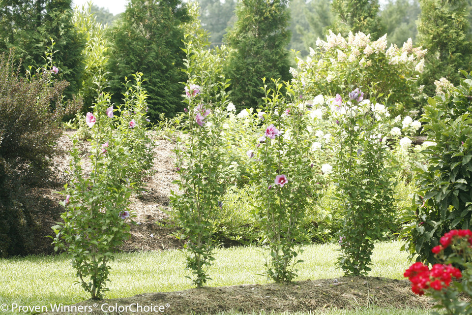 Purple Pillar® Rose of Sharon Plant Addicts Purple Pillar® Rose of Sharon Plant Addicts