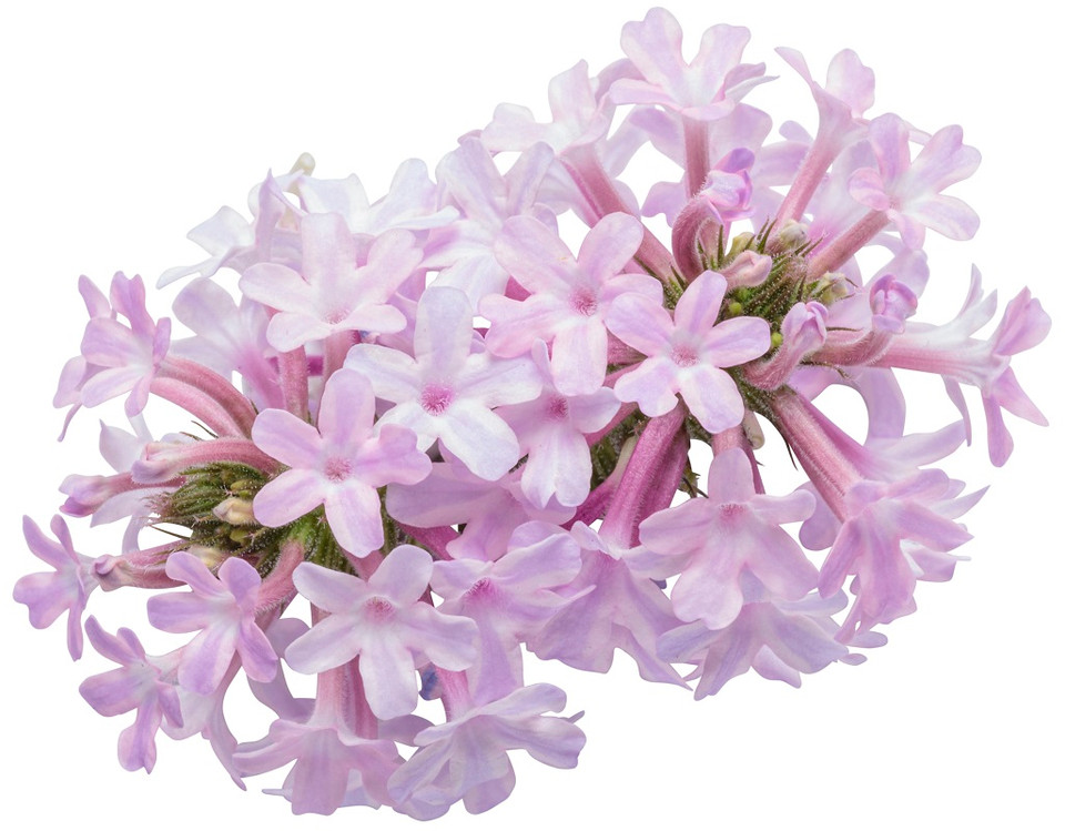 Cake Pops® Pink Tuberous Verbena