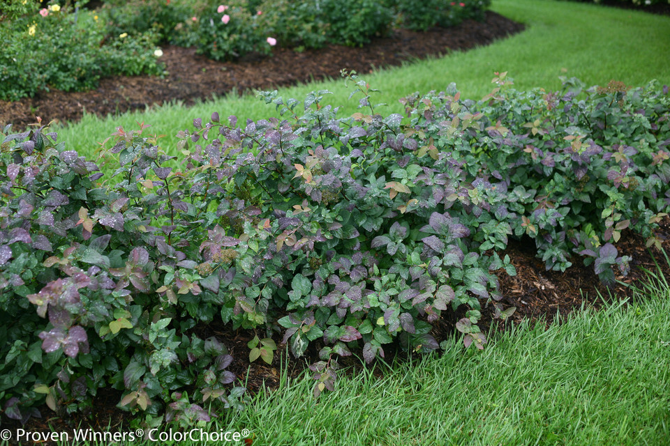 Double Play® Blue Kazoo® Spirea Plant Addicts