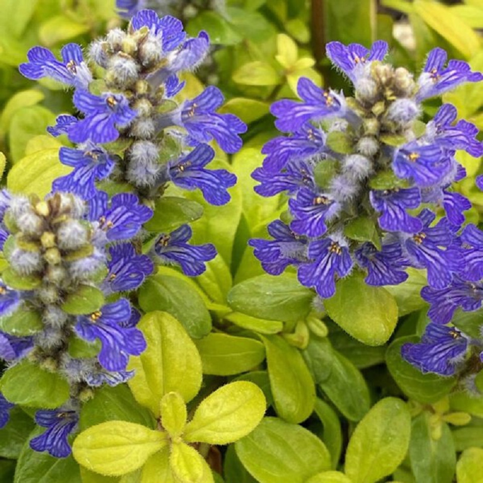Feathered Friends™ Petite Parakeet Ajuga | Plant Addicts