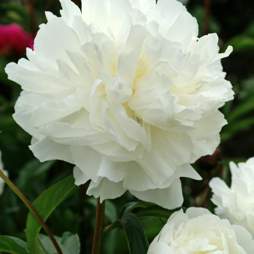 Shirley Temple Peony Plant Addicts