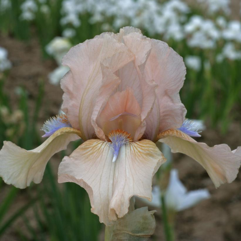 Concertina Reblooming Bearded Iris Plant Addicts