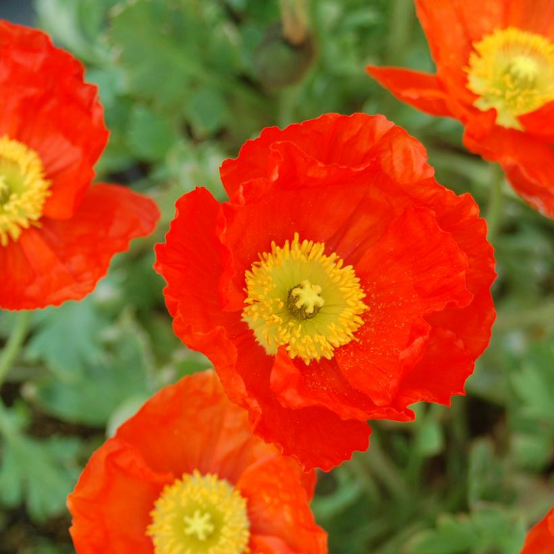 Kramer's Red Spring Heather Plant Addicts