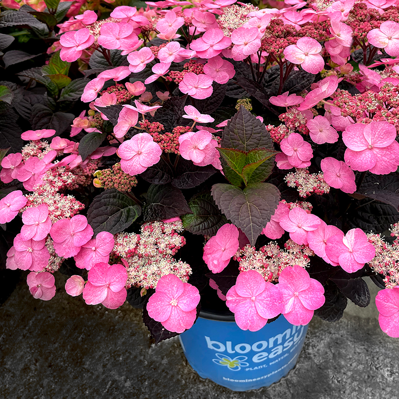 Merritt's Supreme Pink Hydrangea