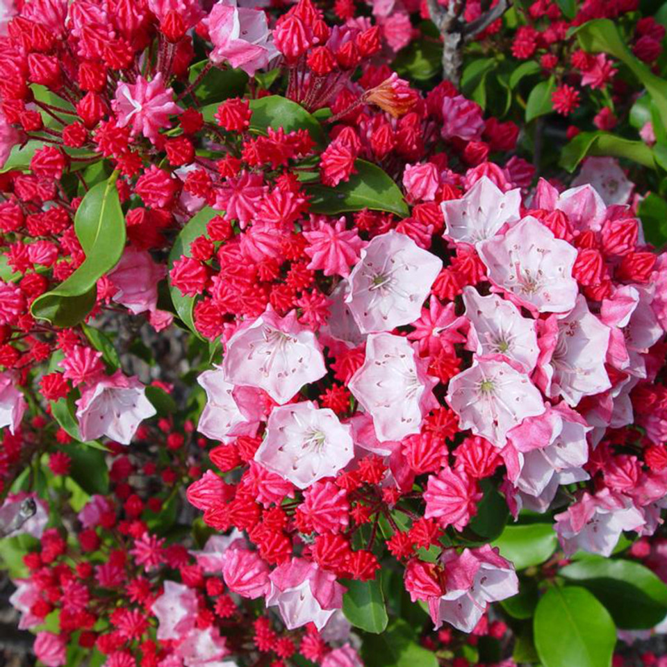 Raspberry Glow Mountain Laurel Plant Addicts