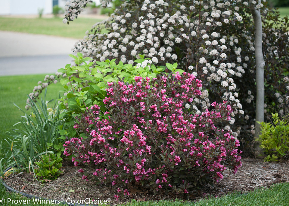 Wine and Roses® Weigela Plant Addicts