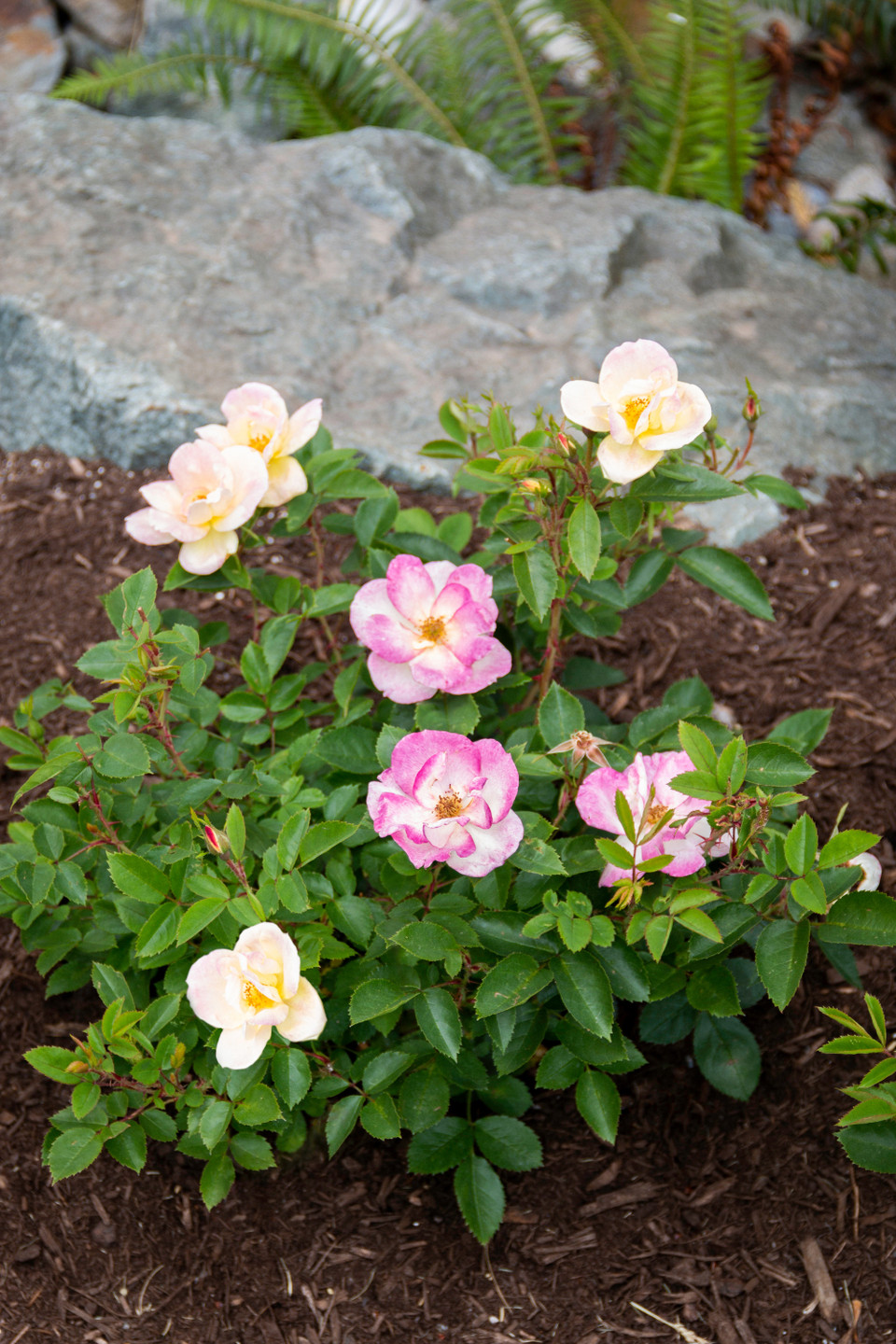 Peach Lemonade® Rose Plant Addicts