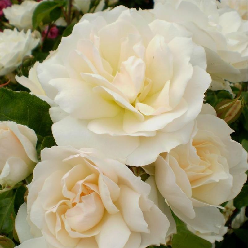 Easy Elegance® Pinktopia Rose Plant Addicts