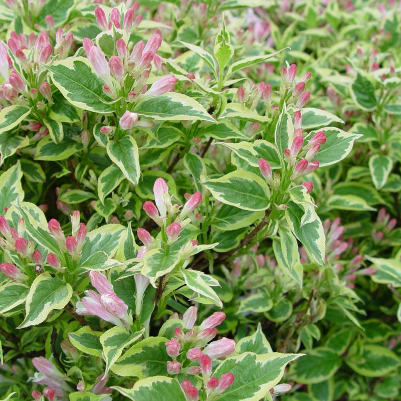 Electric Love® Weigela Plant Addicts