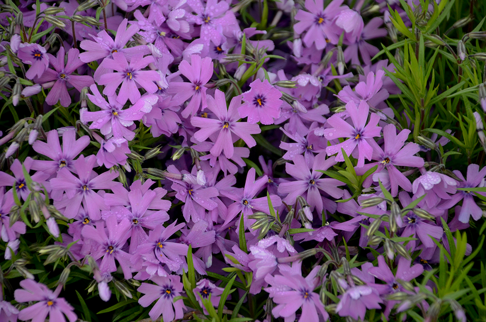 Purple Beauty Moss Phlox | Plant Addicts