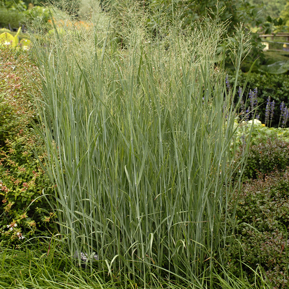 Thundercloud Switchgrass Plant Addicts