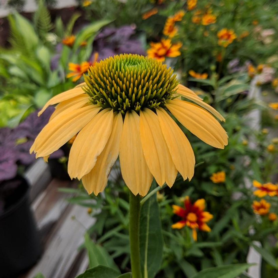 Artisan™ Yellow Ombre Coneflower Plant Addicts