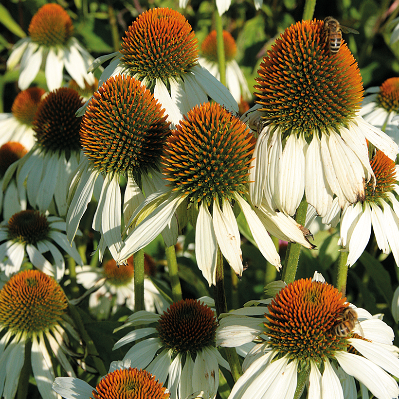 White Color Coneflower With Peonies Flower Bunch Pack Of 2 main image 1