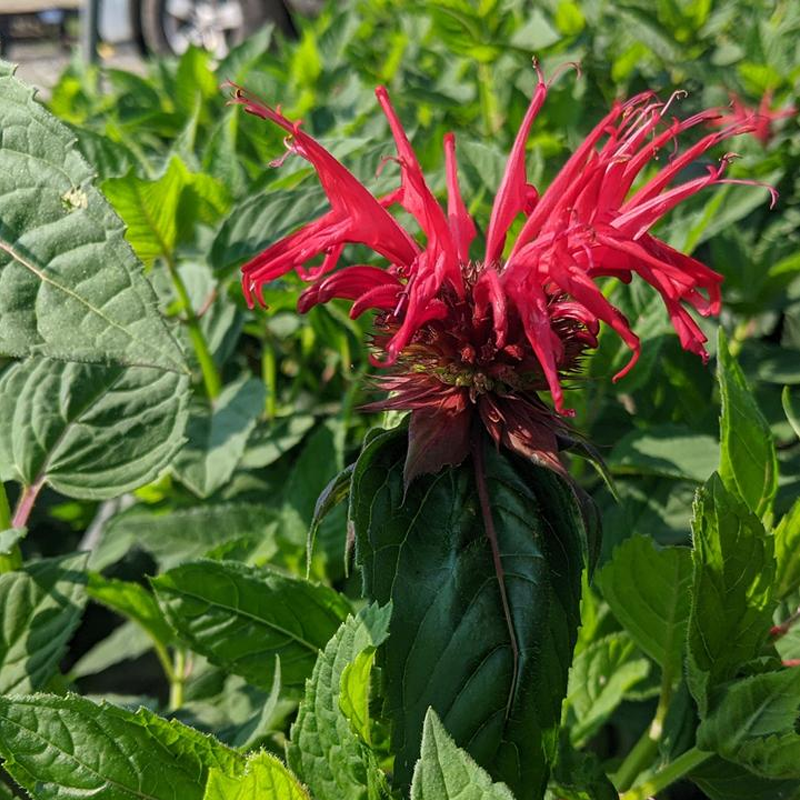 Jacob Cline Bee Balm Plant Addicts