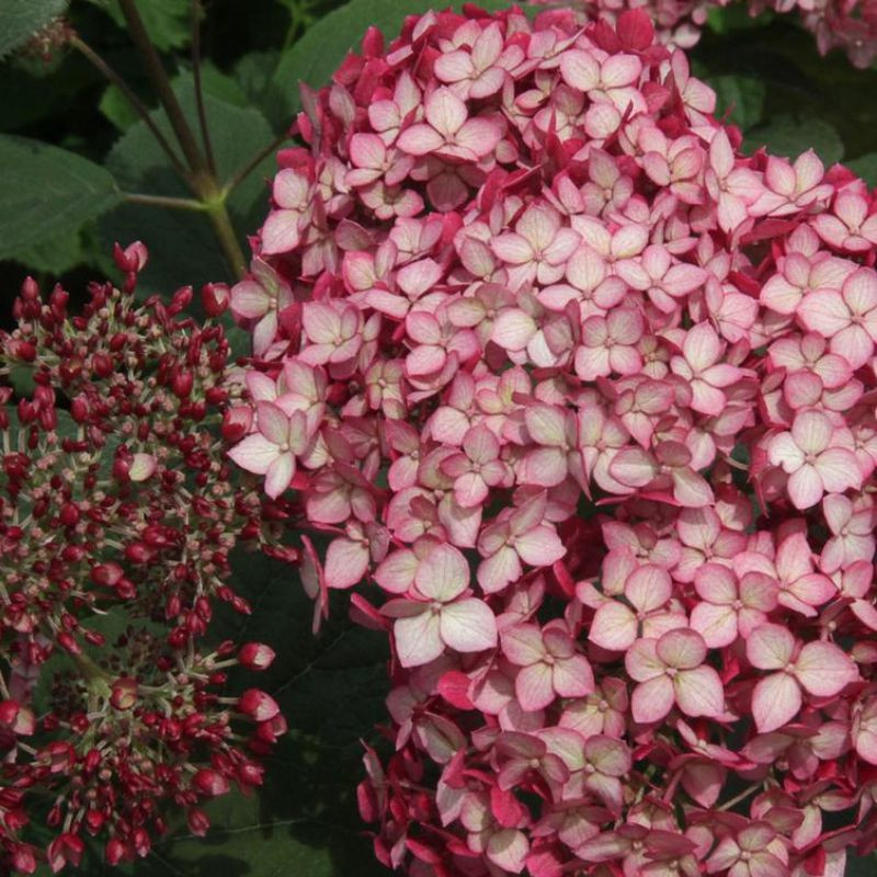 Tuxedo® Red Hydrangea | Plant Addicts
