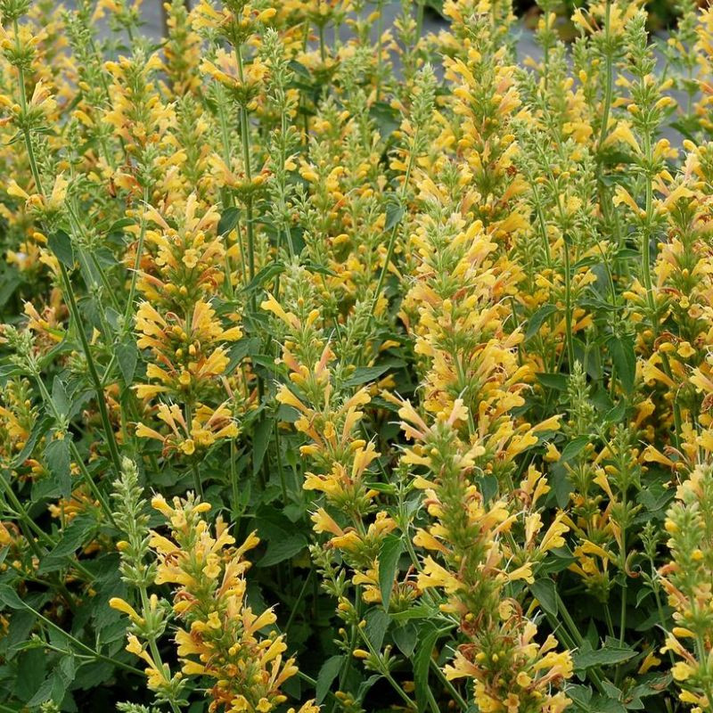 Poquito Butter Yellow Hummingbird Mint Plant Addicts