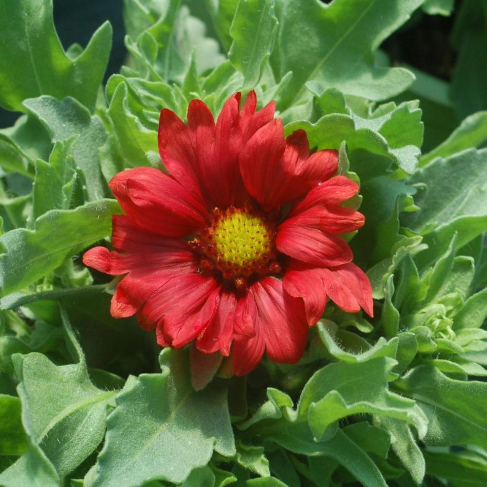 Spintop™ Copper Sun Blanket Flower Plant Addicts